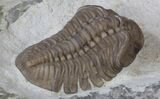 Lochovella (Reedops) Trilobite - Oklahoma #36143-1